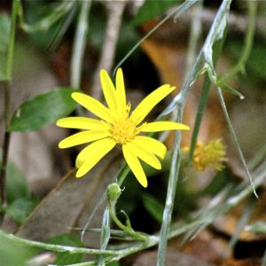 yellow slikgrass flower